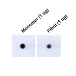 Tau Antibody in Dot Blot (DB)