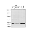 RAB1A Antibody in Western Blot (WB)