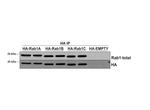 RAB1A Antibody in Immunoprecipitation (IP)