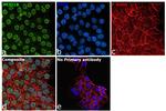 JMJD1B Antibody in Immunocytochemistry (ICC/IF)