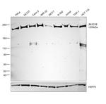 JMJD1B Antibody in Western Blot (WB)