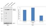 JMJD1B Antibody in Western Blot (WB)