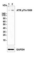 Phospho-ATR (Thr1989) Antibody in Western Blot (WB)