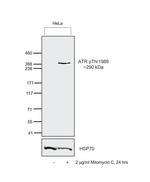 Phospho-ATR (Thr1989) Antibody in Western Blot (WB)