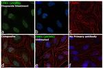 Phospho-CHK1 (Ser345) Antibody in Immunocytochemistry (ICC/IF)