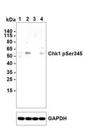 Phospho-CHK1 (Ser345) Antibody in Western Blot (WB)