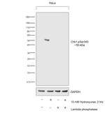 Phospho-CHK1 (Ser345) Antibody in Western Blot (WB)