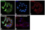 RICTOR Antibody in Immunocytochemistry (ICC/IF)