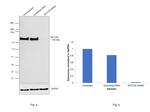 RICTOR Antibody in Western Blot (WB)