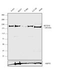 SETD1A Antibody in Western Blot (WB)