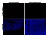 LAMP1 Antibody in Immunohistochemistry (Paraffin) (IHC (P))