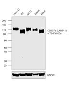 LAMP1 Antibody in Western Blot (WB)