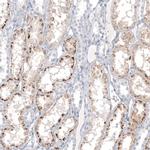 NAPSA Antibody in Immunohistochemistry (Paraffin) (IHC (P))