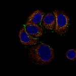 Claudin 3 Antibody in Immunocytochemistry (ICC/IF)