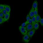 GSPT1 Antibody in Immunocytochemistry (ICC/IF)