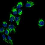 TSPO Antibody in Immunocytochemistry (ICC/IF)