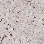 TSPO Antibody in Immunohistochemistry (Paraffin) (IHC (P))