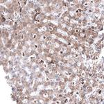 TSPO Antibody in Immunohistochemistry (Paraffin) (IHC (P))