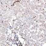 TSPO Antibody in Immunohistochemistry (Paraffin) (IHC (P))