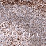 TSPO Antibody in Immunohistochemistry (Paraffin) (IHC (P))