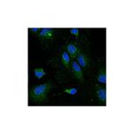 LPL Antibody in Immunocytochemistry (ICC/IF)