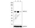 MEF2C Antibody in Western Blot (WB)