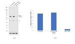 MEF2C Antibody in Western Blot (WB)