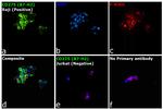 CD275 (B7-H2) Antibody