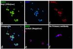 RIP2 Antibody in Immunocytochemistry (ICC/IF)