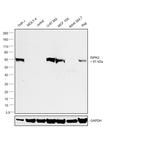 RIP2 Antibody in Western Blot (WB)