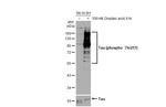 Phospho-Tau (Thr217) Antibody in Western Blot (WB)