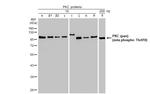 Phospho-PKC zeta (Thr410) Antibody in Western Blot (WB)