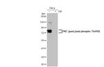 Phospho-PKC zeta (Thr410) Antibody in Western Blot (WB)