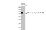 Phospho-PKC zeta (Thr410) Antibody in Western Blot (WB)