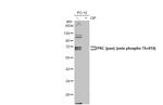 Phospho-PKC zeta (Thr410) Antibody in Western Blot (WB)