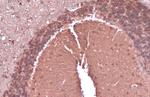 nNOS Antibody in Immunohistochemistry (Paraffin) (IHC (P))