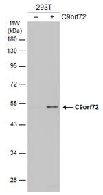 C9orf72 Antibody in Western Blot (WB)