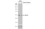 C9orf72 Antibody in Western Blot (WB)