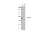 C9orf72 Antibody in Western Blot (WB)