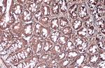 Vinculin Antibody in Immunohistochemistry (Paraffin) (IHC (P))