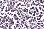 ATM Antibody in Immunohistochemistry (Paraffin) (IHC (P))