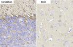 GAD67 Antibody in Immunohistochemistry (Paraffin) (IHC (P))