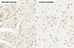 RBPMS Antibody in Immunohistochemistry (Paraffin) (IHC (P))