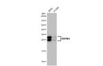 RBPMS Antibody in Western Blot (WB)