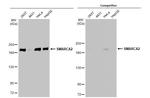 SMARCA2 Antibody in Western Blot (WB)