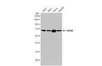 SDHA Antibody in Western Blot (WB)