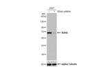 SDHA Antibody in Western Blot (WB)