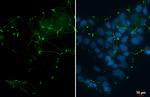 ZO-1 Antibody in Immunocytochemistry (ICC/IF)