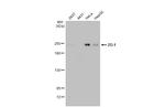 ZO-1 Antibody in Western Blot (WB)