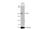 ZO-1 Antibody in Western Blot (WB)